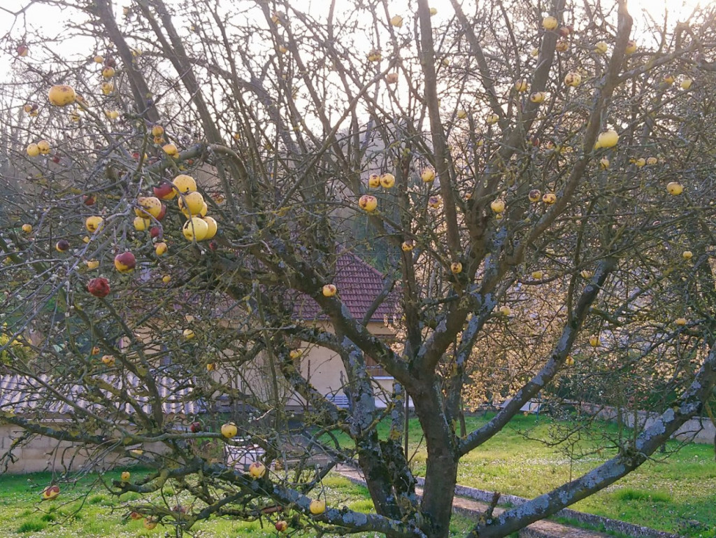 DSC_1215.JPG