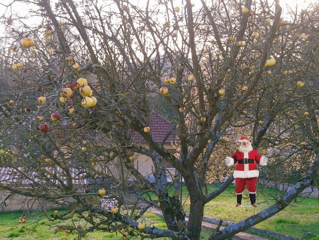 pomme de noel.jpg