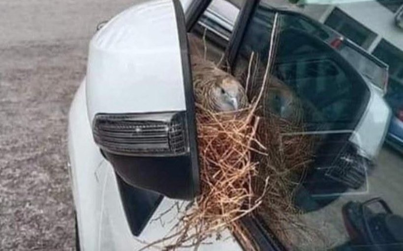 nid d'oiseau dans un rétroviseur-2.jpg