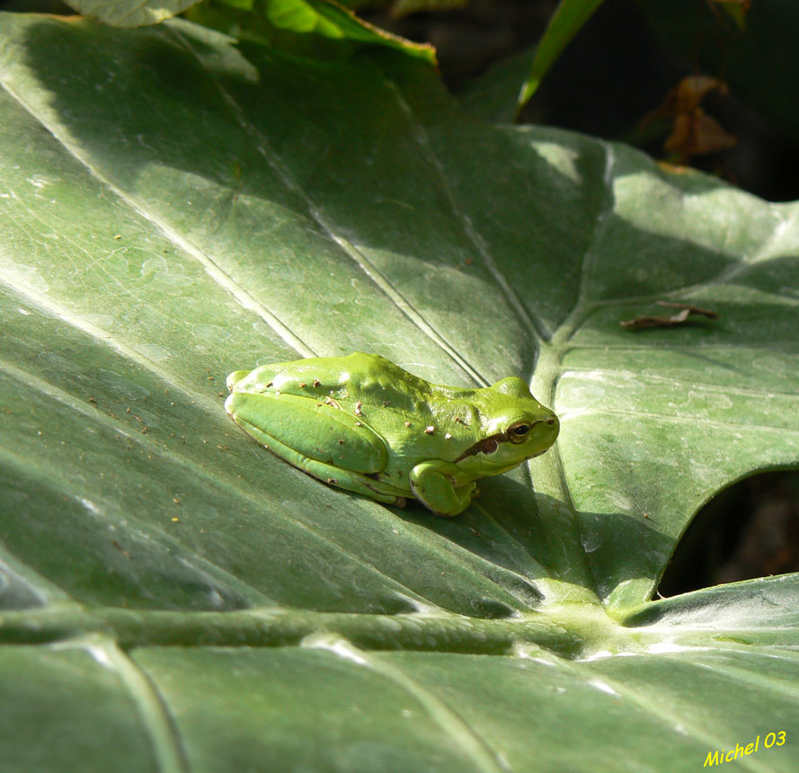 Une clandestine parmi les bégonias