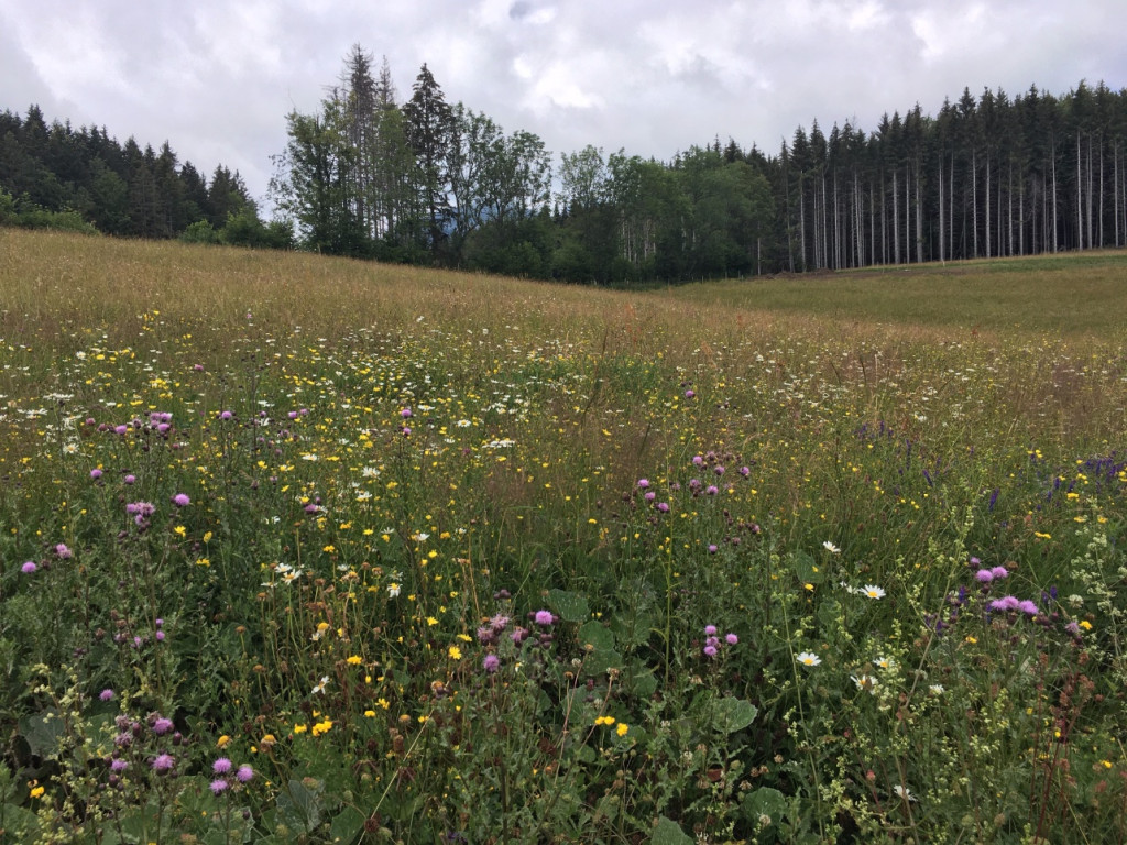 Prairie