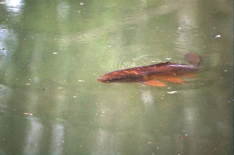 un des poissons qui peuple la rivière du camping