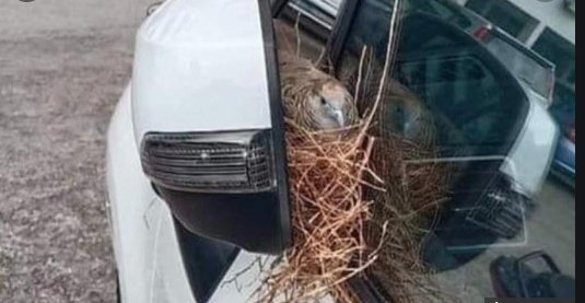 nid d'oiseau dans un rétroviseur.jpg