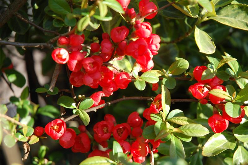 DSC_9476 (Medium).JPG