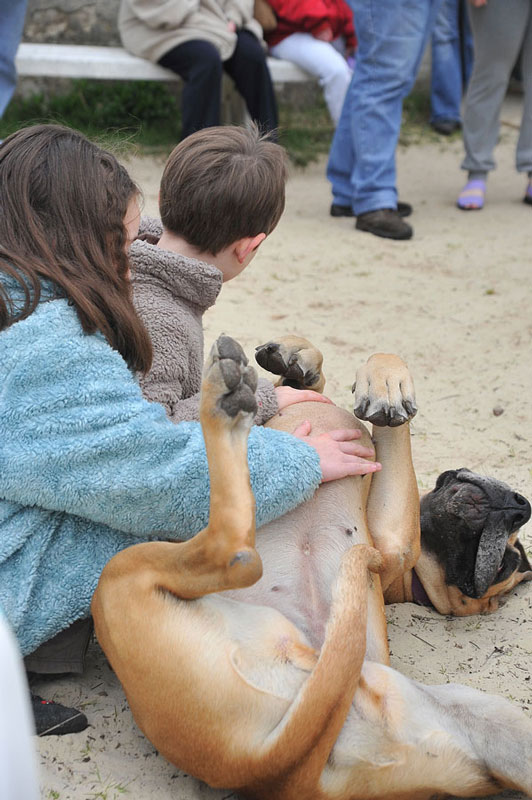 Attention : Chien Méchant !
