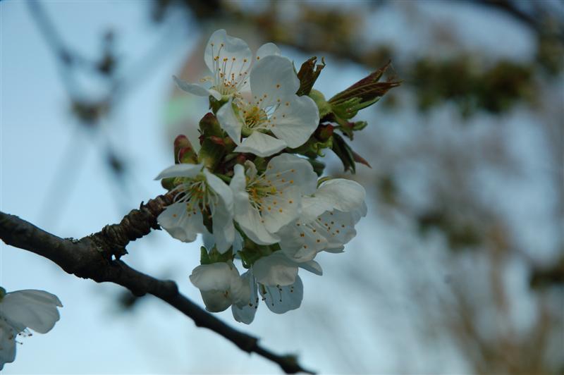 DSC_9479 (Medium).JPG