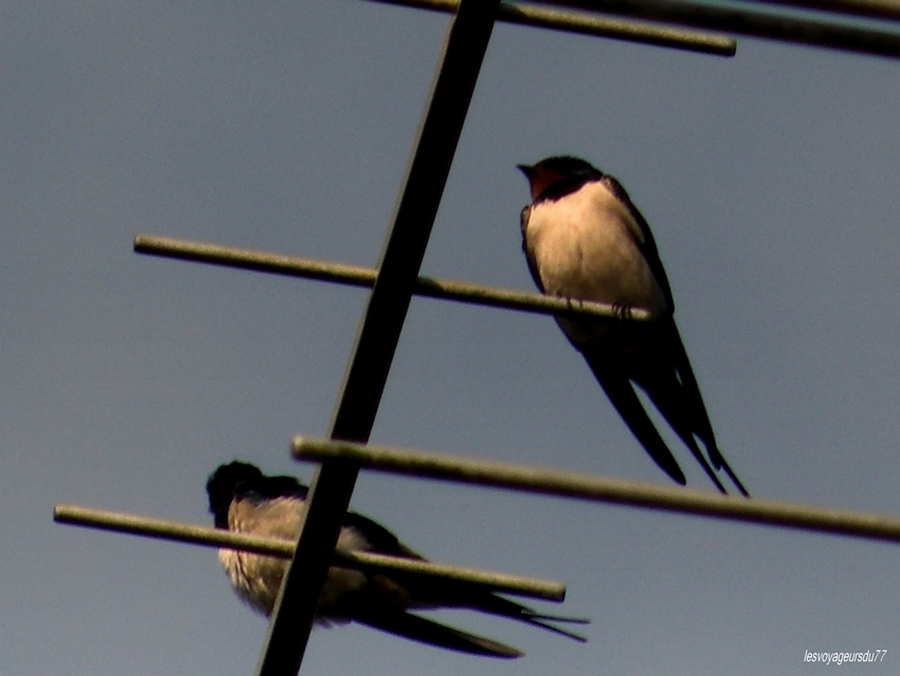 le retour des hirondelles