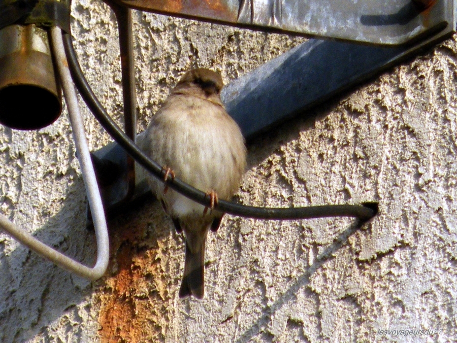 le chant des moineaux