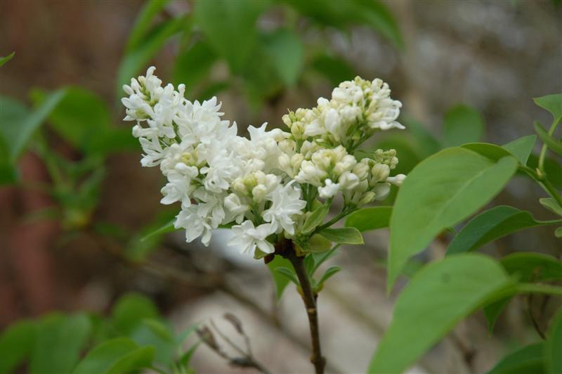 DSC_9551 (Medium).JPG