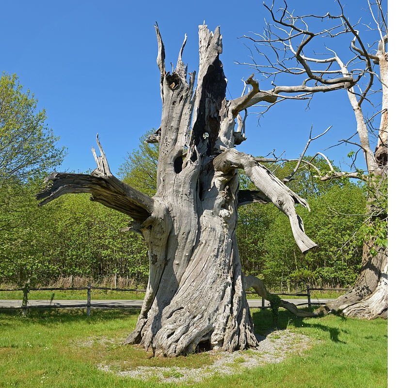 Abbaretz chataignier.jpg