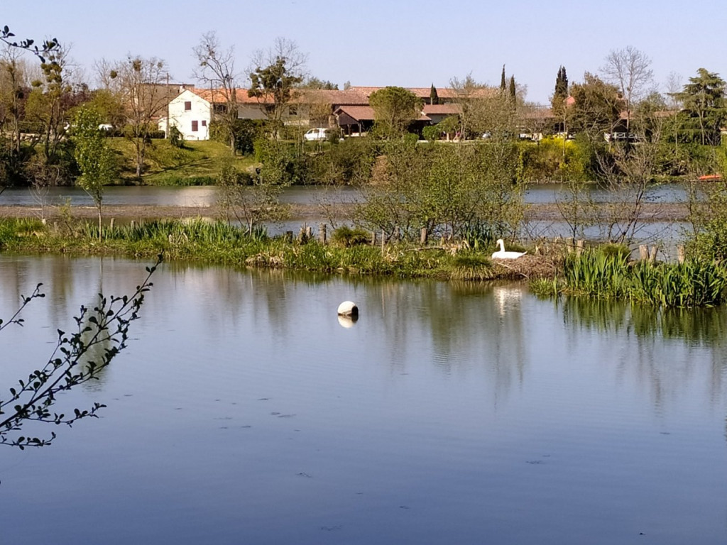 169281394_10158926663293211_6737791042637077462_n.jpeg (244.36 Kio) Vu 10483 fois Madame Cygne qui couve ses petits juste devant chez nous.