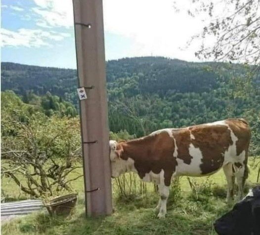 Vache punie.jpg