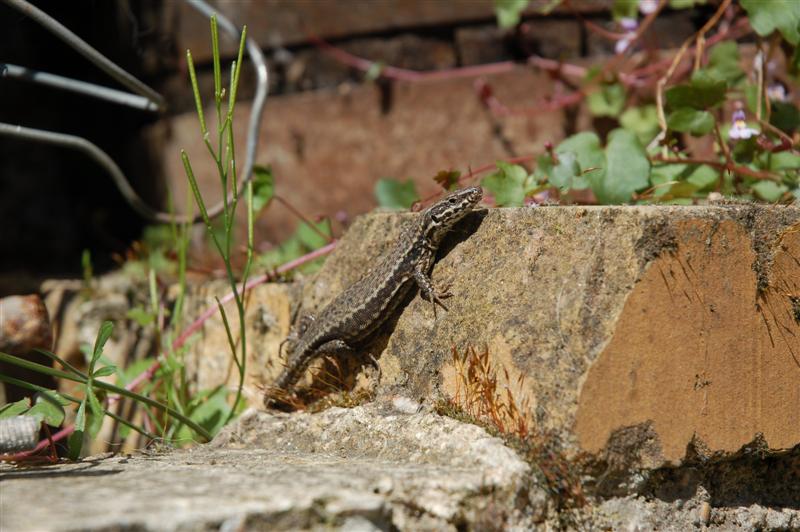 DSC_9627 (Medium).JPG