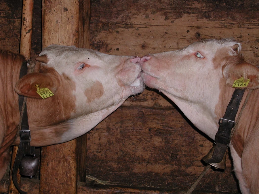 vach.jpg