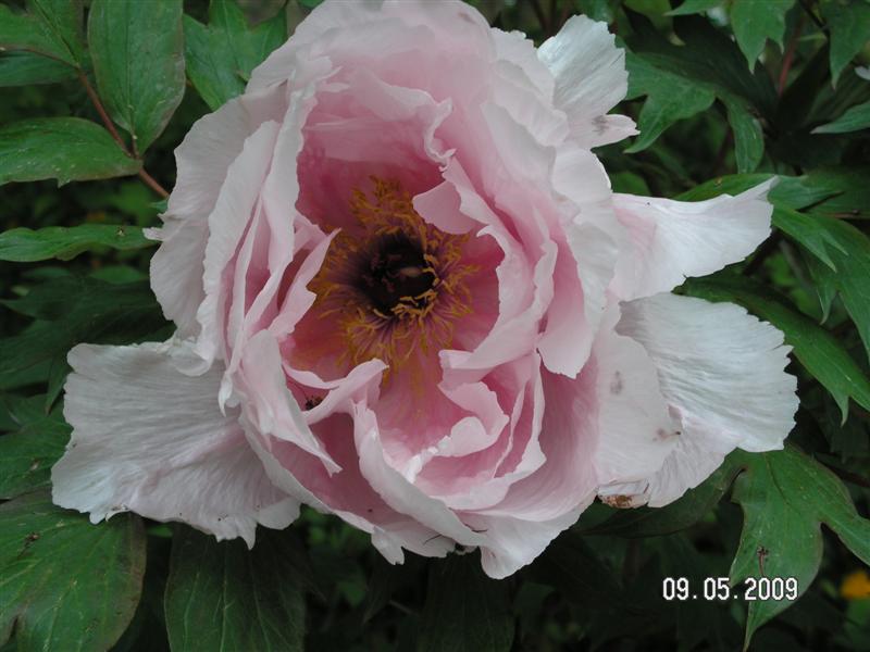 Une pivoine du parc de Maulévrier (49)