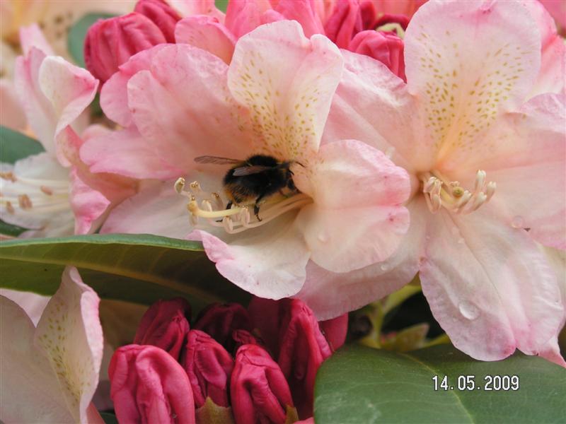 PICT0871 (Medium).JPG