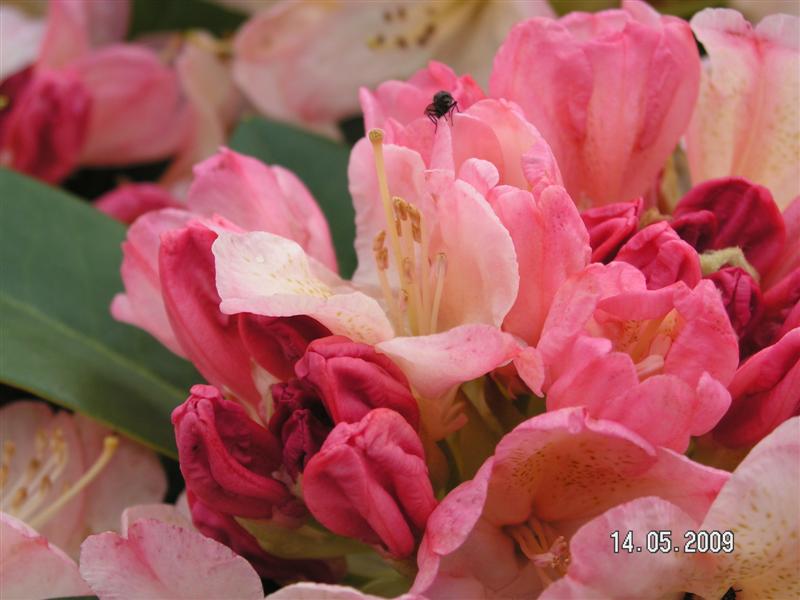 PICT0872 (Medium).JPG