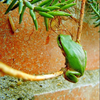 Copie de Copie de  Reinette 2 orig..jpg