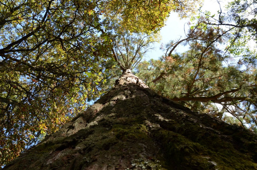 Le jardin panoramique de Limeuil: séquoia