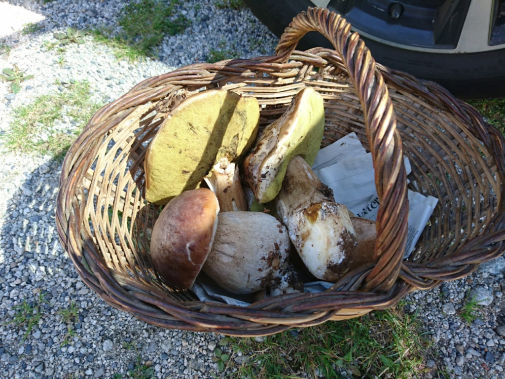 Ceps.