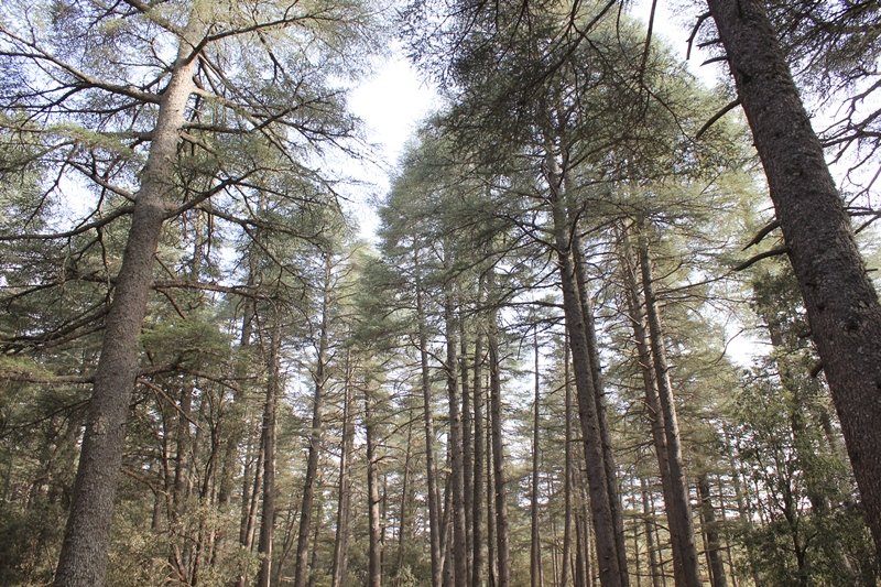 021 - Azrou - Foret de cedres.JPG