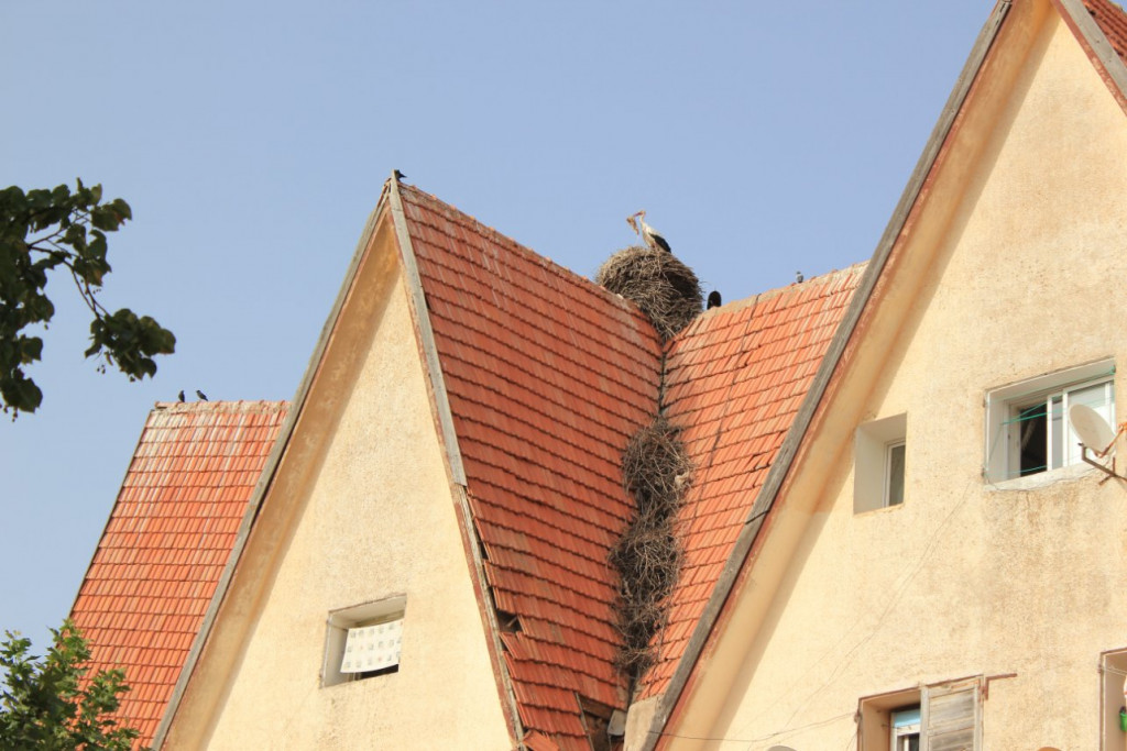 028 - Ifrane.JPG (203.67 Kio) Vu 9476 fois IFRANE