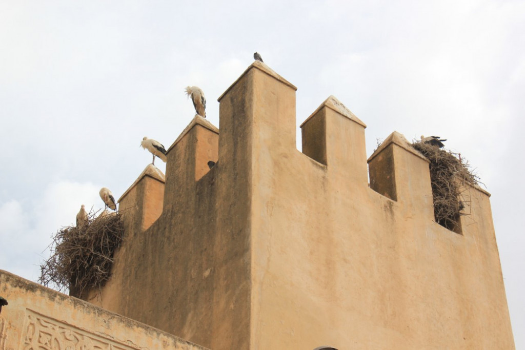 Fes